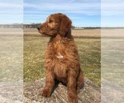 We did not find results for: View Ad Irish Doodle Puppy For Sale Near Ohio Wooster Usa Adn 193831
