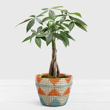 After you do business with moneytree, please leave a review to help other people and improve hubbiz. Money Tree Gift Basket
