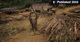 1,220,961 likes · 737 talking about this. Unemployed Myanmar S Elephants Grow Antsy And Heavier The New York Times