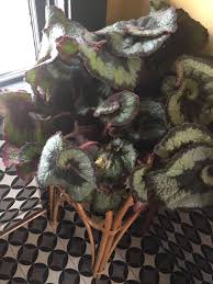 Let me show you how to get more of these great plants let me show you the secret to propagating rex begonias from leaf cuttings. Identify Begonia With Variegated Leaves And Pink Margins Gardening Landscaping Stack Exchange