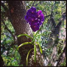 My Beautiful Orchids These Were Tied To An Oak Tree In My Yard A Little Over A Year Ago Now They Are Fully Attached To Th Beautiful Orchids Orchids Flowers