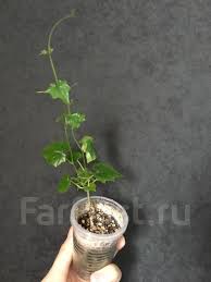 Image result for Cyclantheropsis parviflora