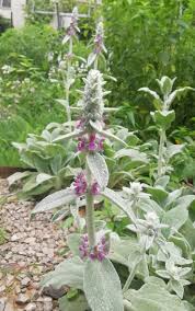 绵毛水苏 拉丁学名 stachys lanata jacq 唇形科 水苏属植物 多年生草本 高约60厘米 茎直立 四稜形 密被有灰白色丝状绵毛 基生叶及茎生叶长圆状椭圆形 常作为观赏植物栽培于花圃中 plants