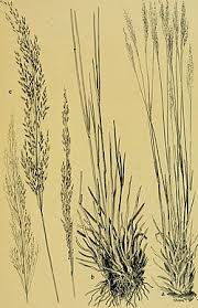 Image result for Eragrostis cylindriflora