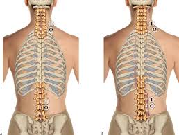 The rib cage is formed by the sternum, costal cartilage, ribs, and the bodies of the thoracic vertebrae. 8 Muscles Of The Spine And Rib Cage Musculoskeletal Key