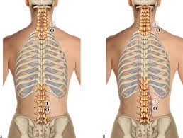 In the front of the rib cage and between the ribs are costochondral joints and costal cartilage. 8 Muscles Of The Spine And Rib Cage Musculoskeletal Key