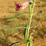 Image result for Sesamum alatum