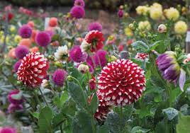 We did not find results for: How To Grow Dahlias Thompson Morgan