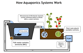 About Aquaponics Schoolgrown Aquaponics
