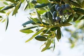 The olive leaf is a staple of the mediterranean diet, which scientists study for its potential to p. 11 Health Benefits Of Olive Leaf Extract With Side Effects Stemjar