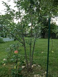 Apple trees, a 1992 german the apple tree (anthology), a 1952 book by daphne du maurier. Intriguing Apple Guilds Food Blooms