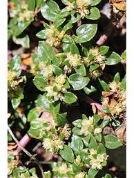 Image result for Guilleminea densa