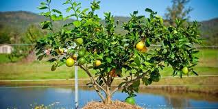 Fruit trees should be watered only when the soil is on the verge of becoming dry. Fruit Salad Trees Watering Your Fruit Trees In Winter