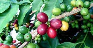 Grow Your Own Coffee Coffee Plant Growing Coffee Arabica Coffee Beans