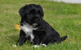 Dedicated to only the tibetan terrier since 1991. Tibetan Terrier Puppies Breed Information Puppies For Sale