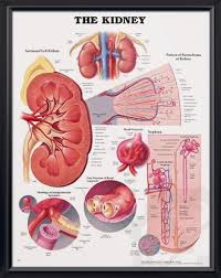 The Kidney Anatomy Poster For Medical Office And Classroom Kidney Anatomy Anatomy And Physiology Human Kidney