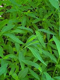 Image result for Microstegium fasciculatum