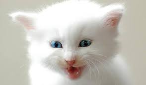 Marcel ciolacu, anunț despre viitorul premier psd și miniștrii din guvernul de după alegerile parlamentare. Cea Mai Draguta Pisica Din Lume Foto