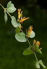 Image result for Agelanthus myrsinifolius