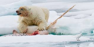 Polar Bear Diet Wwf Arctic