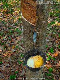 Image result for Hevea brasiliensis