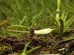 Image result for Ceropegia breviflora