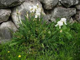 Image result for Zygotritonia