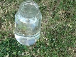 Repel unwanted cats from paying a visit to your garden with these simple solutions. Pin By Carmen Schrum On Keep Cats Away And Keeps Weeds Away Cat Repellant Garden Cat Repellant Outdoor Outdoor Flowers