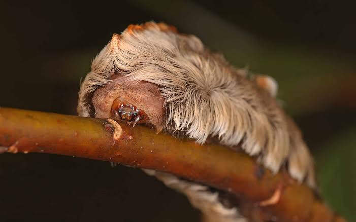 Meet the Caterpillar with Venom That Stings Like Hot Coals - A-Z Animals