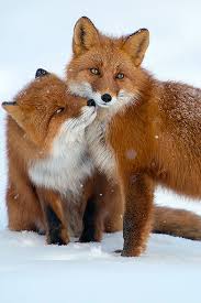 Just Another Example Of His Wonderful Creation He Created The Animals Before Adam And Then Gave Him Domin Funny Animal Pictures Animals Beautiful Cute Animals