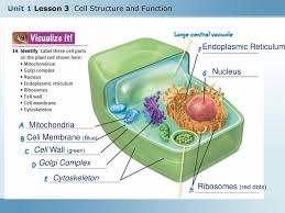 Plant cell structure and parts explained with a labeled diagram cell membrane. 33 Label The Parts Of A Plant Cell Labels For Your Ideas
