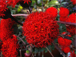 Image result for Kleinia grantii