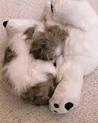 Our puppies are gorgeous with quality champion li… Shih Tzu Lovers Shih Tzu Puppies For Sale In California Shih Tzu Puppies For Sale In California Craigslist Shih Tzu Puppies For Sale In California Cheap Shih Tzu Puppies For Adoption In