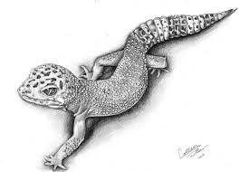 Black And White Leopard Gecko Drawing I Have One Of These He The Cutest Thing Leopard Gecko Gecko Tattoo Lizard Tattoo Sketch Tattoo Design