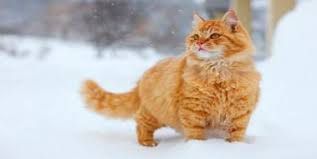 Kedi Ciftlesmesi Kedi Gen Tr