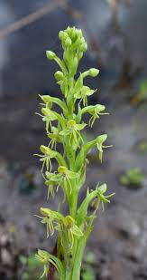 Image result for Habenaria arianae