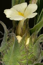 Image result for Crabbea nana