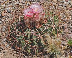 To grow cactus hydroponically, plan on using the ebb and flow method. Horse Crippler Cactus Flora And Fauna Of The Starr Cactus Ranch Inaturalist