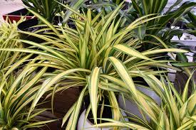 Image result for Pandanus sp. B