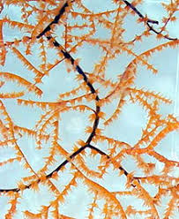 Black Coral Wikipedia