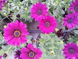 Inviare fiori in italia e nel mondo, consegna fiori per compleanno, bouquet, rose e piante online. Pianta Bonsai 5 Piante Di Arctotis Fiore Tipo Margherita Pianta Arctotis Piantine Ornamentali Articoli Per Il Giardino E L Arredamento Di Esterni Keitheventos Com Br