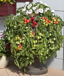 Here's how to grow cherry tomatoes. Best Way To Plant Cherry Tomatoes Cromalinsupport