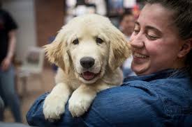 Finals week stress levels are running a bit lower now thanks to our student  org K9s at the Ville. Puppies make everyone smile!