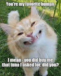 I M So Sincere It Almost Hurts Https Cheezburger Com 9240795392 Funny Animals Cats Smiling Animals