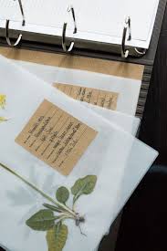 Herbarium vorlage kostenlos kostenlos vorlage. Koi Pond Herbarium Vorlage Naturtagebuch Blumen Pressen