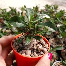 Image result for Pachypodium saundersii