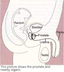 These include your blood pressure, heart rate and metab. Prostate Cancer Simple English Wikipedia The Free Encyclopedia