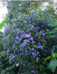 Psianka szafirowa burza solanum rantonnetii witam. Psianka Solanum Rantonnetii Szafirowa Burza 9418502685 Oficjalne Archiwum Allegro