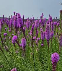 Image result for Tetragonia spicata