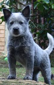 Black Australian Cattle Dog Blue Heeler Sweet Baby Dogs 835 Blue Heeler Puppy Heeler Puppies Blue Heeler Puppies Baby Dogs
